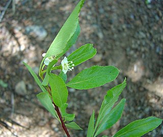 <i>Crataegus saligna</i> Species of hawthorn