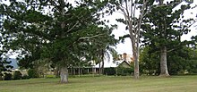 Cressbrook Homestead, 2010 mit den Bunya Pines.JPG