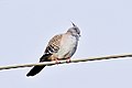 Crested pigeon (49813385088).jpg