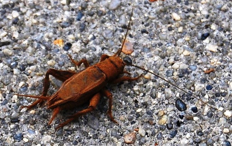Cricket (insect) - Simple English Wikipedia, the free encyclopedia
