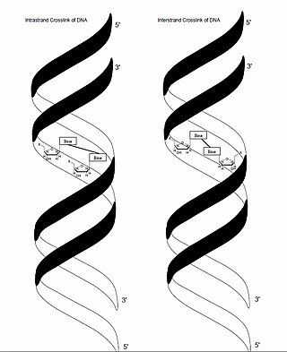 <span class="mw-page-title-main">Crosslinking of DNA</span> Crosslinking occurring when various exogenous or endogenous agents react with two nucleotides of DNA