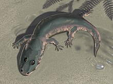 Cryobatrachus kitchingi.jpg