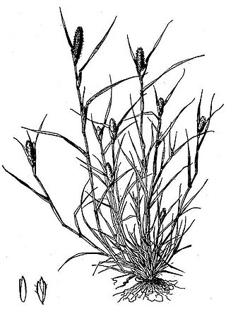 <i>Crypsis</i> (genus) Genus of grasses