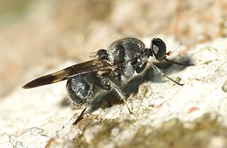 <i>Culcua</i> Genus of flies