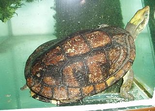 Pans box turtle species of reptile