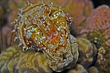 Sepia sp., Sepia sp. (Cephalopoda, Sepiida), Cuttlefish (en…