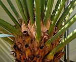 Cycas thouarsii - Palmengarten Frankfurt 2. jpg