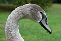 Tête d'un jeune cygne tuberculé.