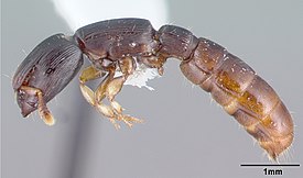 Cylindromyrmex meinerti