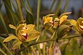 English: Cymbidium lowianum in Gothenburg Botanical Garden. Plant id: 1996-V0539 p G -- Hallander