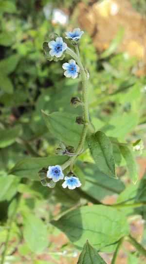 Cynoglossum zeylanicum 01.JPG