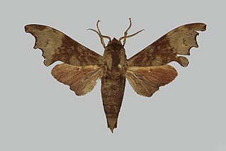 <i>Cypa bouyeri</i> Species of moth