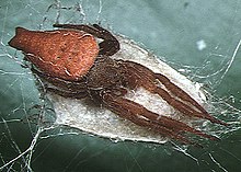 Female Cyrtophora exanthematica guarding her egg sac Cyrtophora.exanthematica.female.with.eggsac.-.tanikawa.jpg