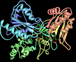 NAPDH cytochrome P450 oxidoreductase