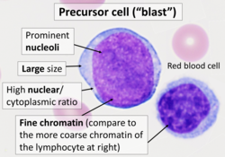 Cytology of precursor (blast) cell.png