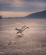 Παγωμένη Λίμνη Καστοριάς (Ορεστιάδας) Φωτογράφος: Argiris Karamouzas