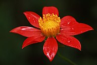 Dahlia coccinea 4.jpg