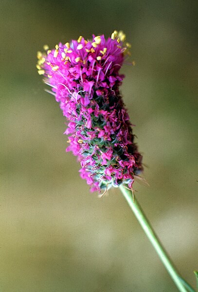 File:Dalea purpurea 1971.jpg