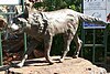 Dampier Red Dog, Australia occidentale (ritagliato).jpg