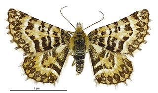 <i>Dasyuris transaurea</i> Species of moth endemic to New Zealand