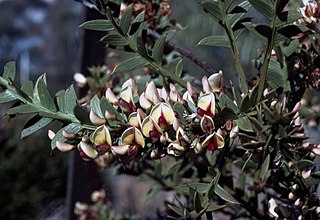 <i>Daviesia chapmanii</i> Species of flowering plant