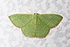 Day 191 - Red-fringed Emerald - Nemoria bistriara, Woodbridge, Virginia.jpg