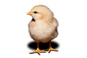 Day old chick white background.jpg