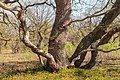 De Strubben-Kniphorstbos archeologische reservaat Grillig gevormde Eik (Quercus).