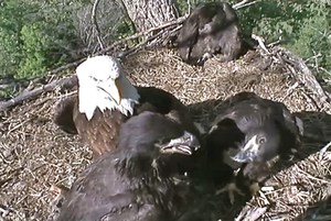 Decorah Bald Eagles