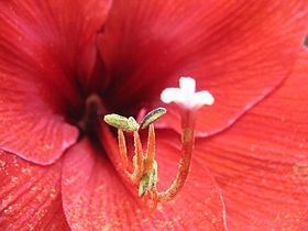 Dehiscing anthers on an african amaryllis - from-DC1.jpg