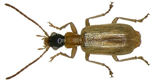 Demetrias atricapillus (Linné, 1758) (2872650440)