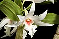 Dendrobium draconis