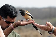 All hail Rufous Treepie!