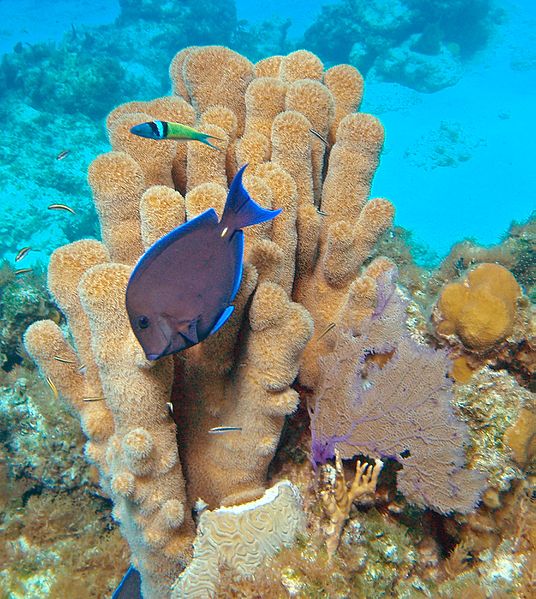 Файл:Dendrogyra cylindrus (pillar coral) (San Salvador Island, Bahamas) 1 (15513345363).jpg