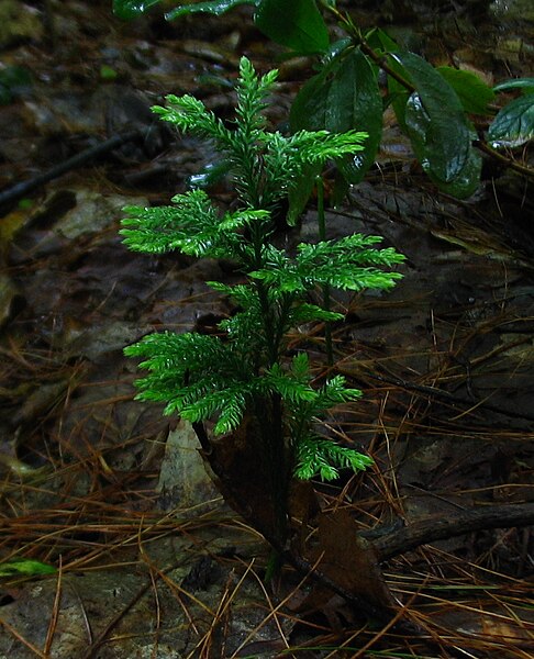 File:Dendrolycopodium dendroideum jomegat.jpg