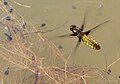 Libellula depressa, female laying