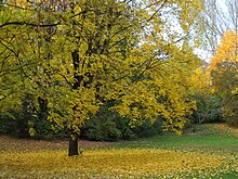 Muenchen-1.jpg bolalar bog'chasi