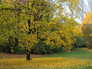 Dichtergarten (Munich)