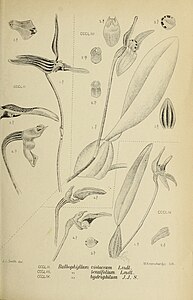 fig. 352 Bulbophyllum violaceum fig. 353 Bulbophyllum tenuifolium fig. 354 Bulbophyllum hydrophilum