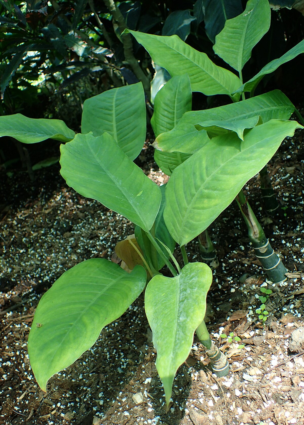 Dieffenbachia seguine – Wikipédia, a enciclopédia livre