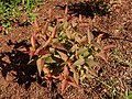 Diervilla rivularis 'Kodiak Black' grown for its bronze reddish foliage.