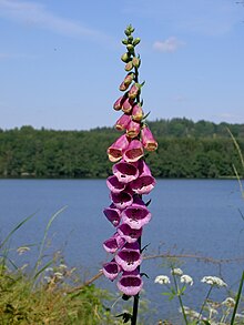 Digitalis-stora hultrum.sweden-24.jpg