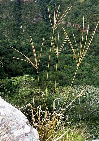 <i>Digitaria eriantha</i> Species of grass