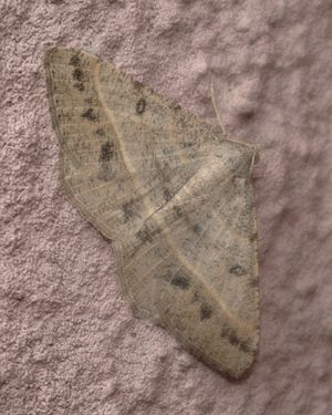 Digrammia irrorata pale.jpg