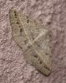 Digrammia irrorata moth on my outside wall. Thanks to Maury J. Heiman at BugGuide.net for ID.