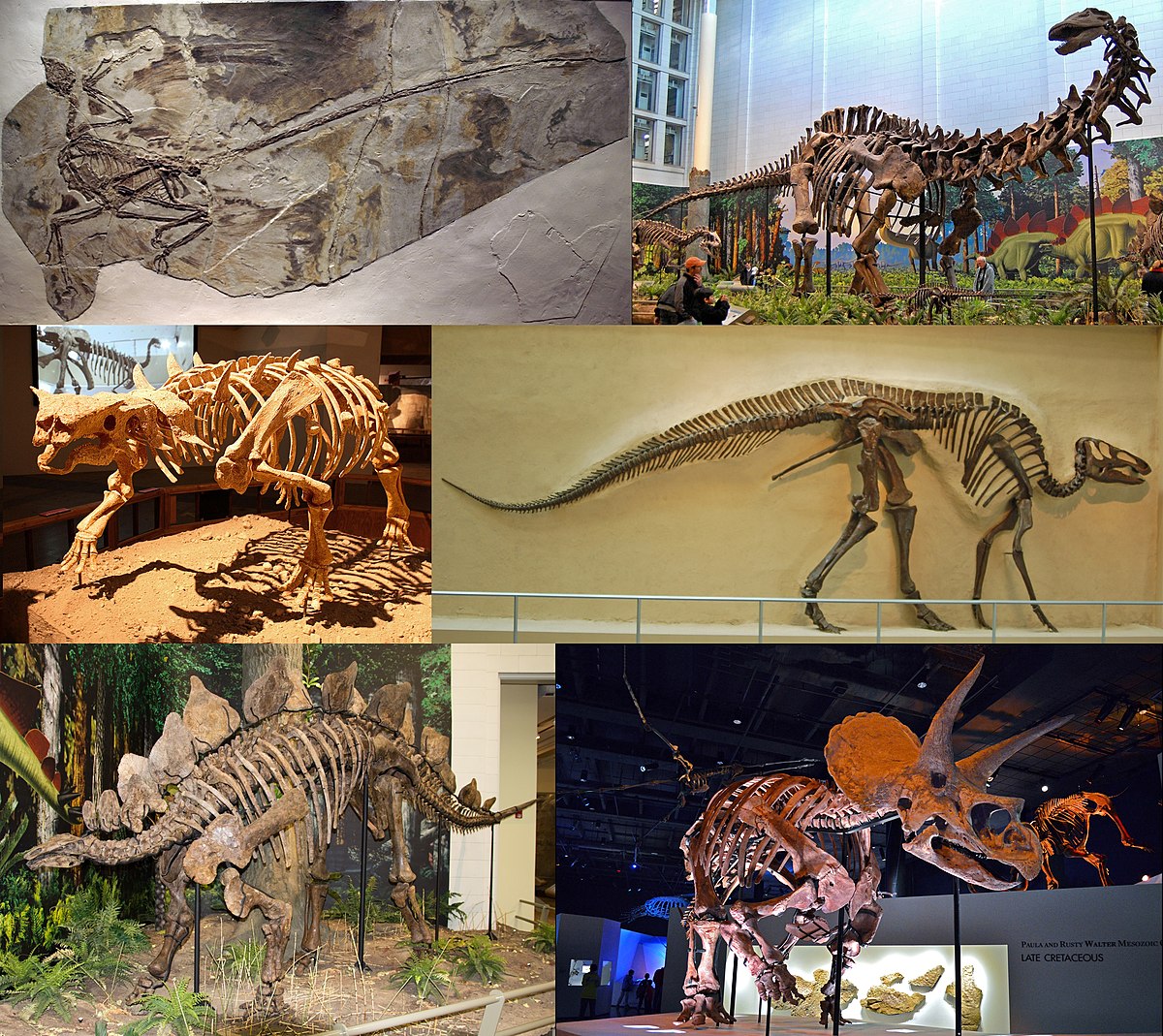arpón Enojado Composición Dinosauria - Wikipedia, la enciclopedia libre