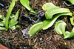 Thumbnail for File:Dionaea muscipula 32zz.jpg