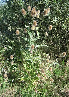 <i>Dipsacus</i> Genus of flowering plants in the honeysuckle family Caprifoliaceae