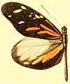 D. a. discrepans male