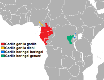 Distribución de las cuatro subespécies de gorila.